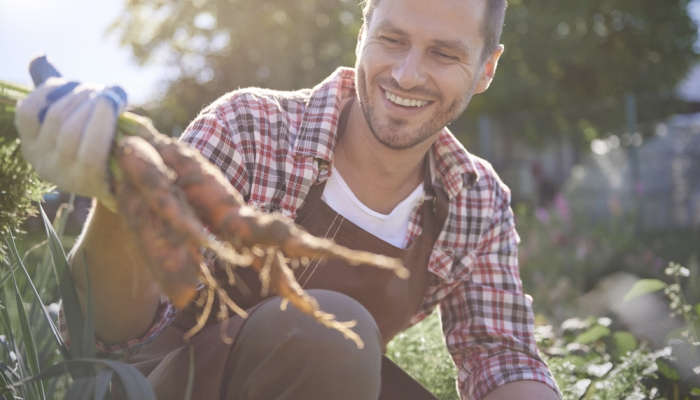 Se buscan recolectores de zanahorias y fresas para Cádiz y Huelva