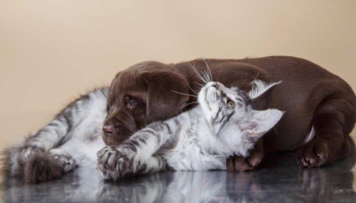 Curso especializado en cachorros: cuando formación y ternura se dan la mano