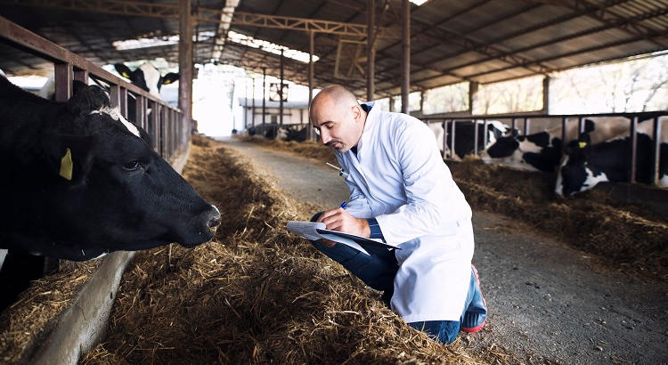 Grupo Tragsa busca más de 70 veterinarios en Galicia y Castilla y León para una campaña de sanidad animal